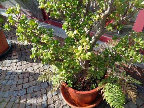 plant, Tuin en Terras, Planten | Tuinplanten, Lente, Ophalen