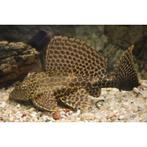 Ruitenkuiser Plecostomus