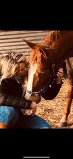 Vos Merrie, Dieren en Toebehoren, Ophalen of Verzenden, Zo goed als nieuw