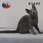 Blauwe Rus kittens – smaragdgroene Oogjes, Blauwe Vacht, Meerdere dieren, Gechipt, 0 tot 2 jaar