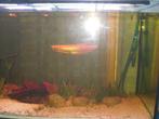 Arowana zilvergoud. 30 cm, Dieren en Toebehoren, Vis, Zoetwatervis