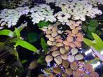 Salvinia natans, Dieren en Toebehoren, Vissen | Aquariumvissen, Overige typen, Zoetwatervis