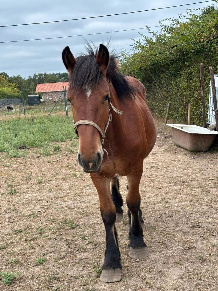Trekpaard, Dieren en Toebehoren, Paarden, Merrie, Onbeleerd, 160 tot 165 cm, 0 tot 2 jaar, Recreatiepaard, Met stamboom, Gechipt
