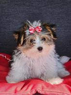 mooie biewer yorkshire pups, Dieren en Toebehoren, Honden | Jack Russells en Terriërs, Yorkshire Terriër, België, CDV (hondenziekte)