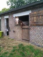 Op zoek naar stro en hooi, Ophalen of Verzenden, Nieuw, Western