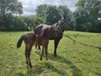 Prachtig zangersheide hengstenveulen, Hengst, Springpaard, Gechipt, 0 tot 2 jaar