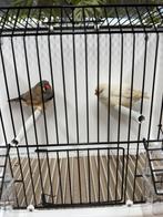 Koppel split Charcoal bleekrug x Charcoal masker zebravinken, Animaux & Accessoires, Bagué