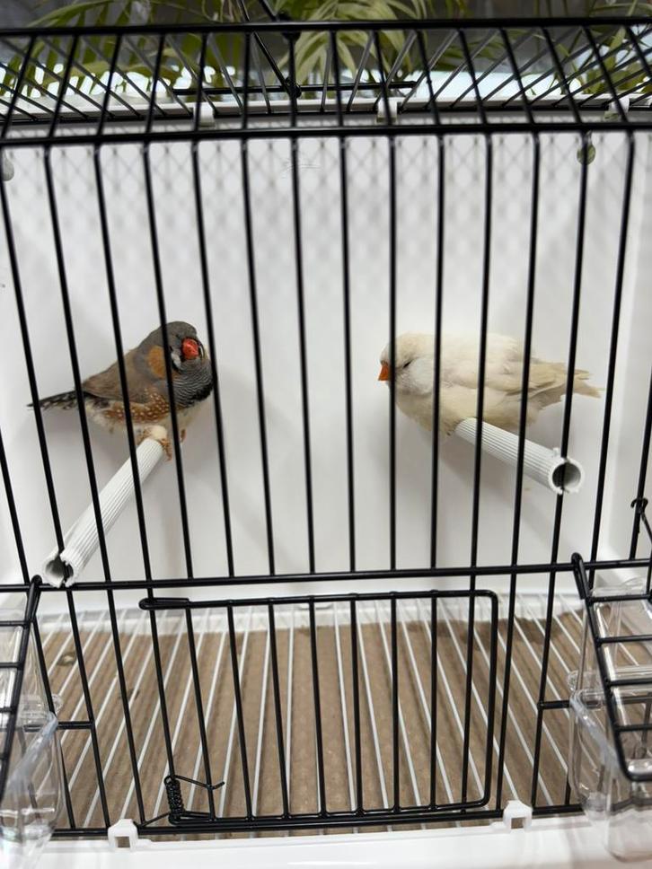 Koppel split Charcoal bleekrug x Charcoal masker zebravinken, Animaux & Accessoires, Oiseaux | Oiseaux Autre, Bagué