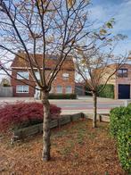 Gratis: bomen Gleditsia, Ophalen, Overige soorten, 250 tot 400 cm