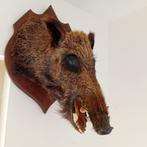 Taxidermie grote opgezette everzwijnkop, Ophalen of Verzenden, Zo goed als nieuw, Wild dier, Gewei of Kop