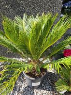 Cycas Revoluta - Vredespalm, Ophalen