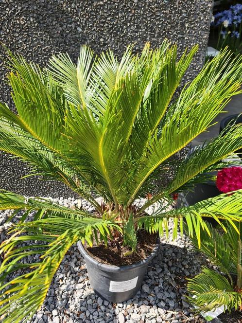 Cycas Revoluta - Vredespalm, Tuin en Terras, Planten | Tuinplanten, Ophalen