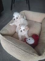 Maltezer pups, Dieren en Toebehoren, België, Maltezer, Fokker | Hobbymatig, CDV (hondenziekte)