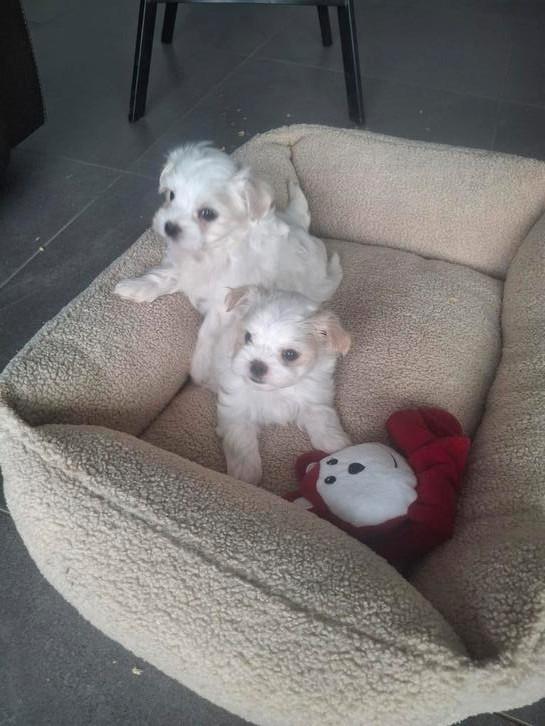 Maltezer pups, Dieren en Toebehoren, Honden | Chihuahua's en Gezelschapshonden, Meerdere dieren, Maltezer, Fokker | Hobbymatig