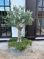 Diverse planten, Ophalen