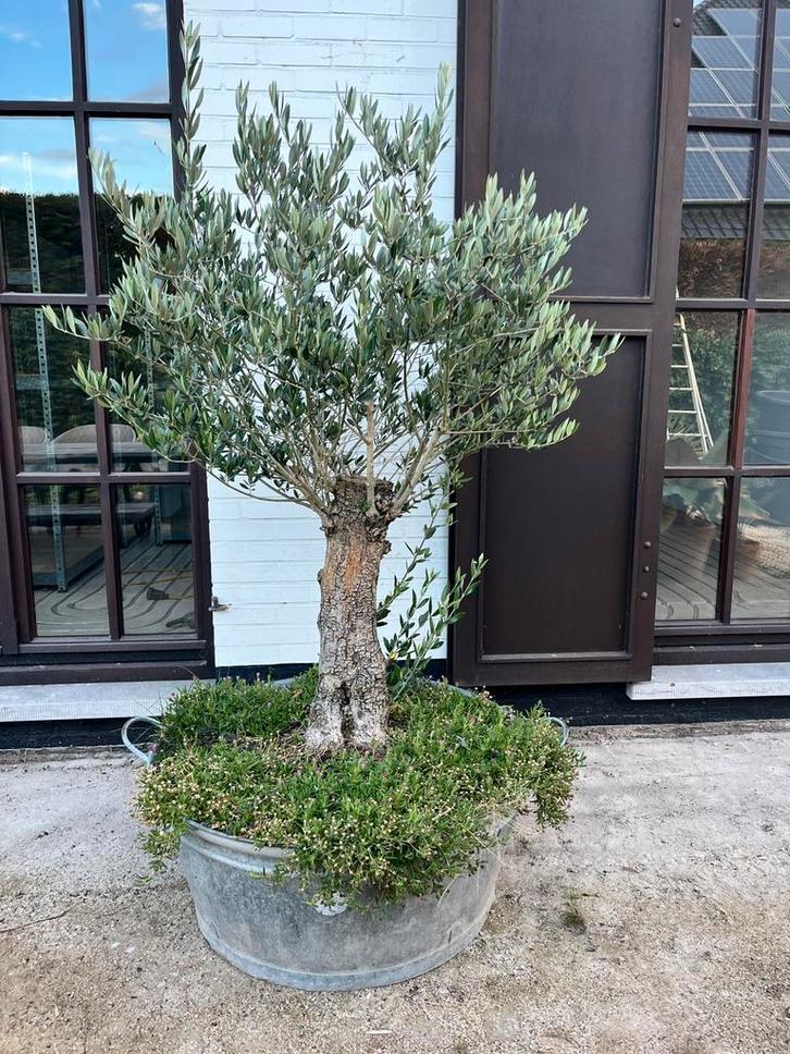 Diverse planten, Tuin en Terras, Planten | Tuinplanten, Ophalen