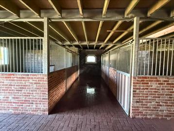 Zadelmakmaken doorrijden verkoop van paarden en ponys, Mise à l'étable, 4 chevaux ou poneys ou plus
