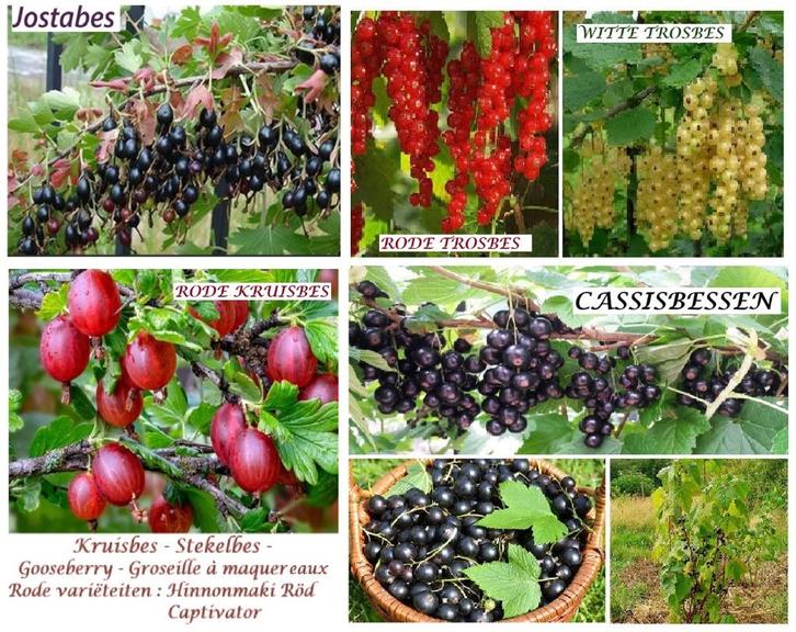 RODE, WITTE TROSBES & CASSIS-STRUIKEN: 5 VOOR 15€ !, Tuin en Terras, Planten | Tuinplanten, Vaste plant, Fruitplanten, Lente, Ophalen of Verzenden