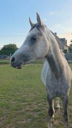 Pur sang arabe 3 ans, Moins de 160 cm, Avec pedigree, L, Étalon