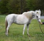 Amha/amhr/nmprs miniatuur paardjes (merries), Dieren en Toebehoren, Pony's, Merrie, Niet van toepassing, Gechipt