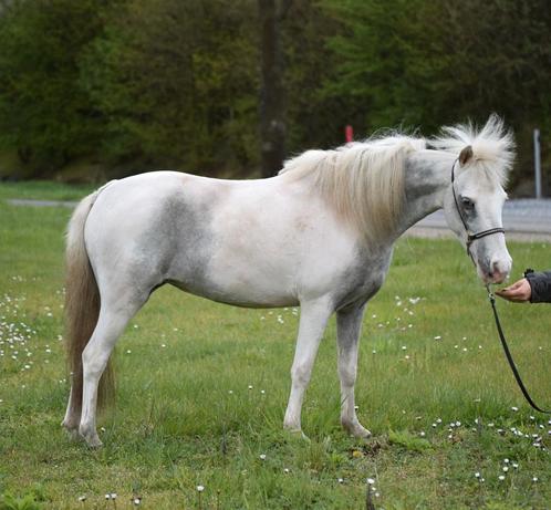 Amha/amhr/nmprs miniatuur paardjes (merries), Dieren en Toebehoren, Pony's, Merrie, Niet van toepassing, Met stamboom, Gechipt