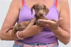 Teckel pups unieke kleuren, Dieren en Toebehoren, Honden | Teckels en Dashonden, België, 8 tot 15 weken, Korthaar, Dwerg