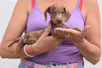 Teckel pups unieke kleuren beschikbaar voor biedingen