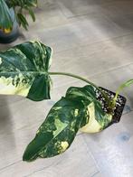 Philodendron Domesticum Variegata (3), Huis en Inrichting, Kamerplanten, Ophalen of Verzenden