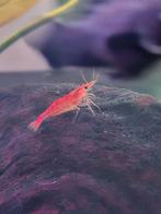 Vuurgarnalen te koop