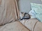 Kittens mogen het nest verlaten, Dieren en Toebehoren, Meerdere dieren, Kortharig