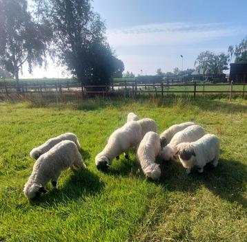 Walliser Schwarznase rammen, Mâle, Mouton, 0 à 2 ans