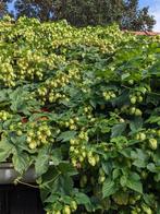 Hopbellen voor o.a. bloemstukken, Ophalen, Nieuw