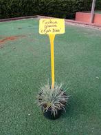 Festuca Glauca 'Elijah Blue', Tuin en Terras, Planten | Tuinplanten, Ophalen of Verzenden, Siergrassen