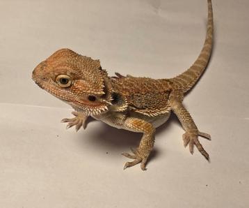 Jonge baardagaam | Orange hypo het trans 33% het zero ️♀️ beschikbaar voor biedingen