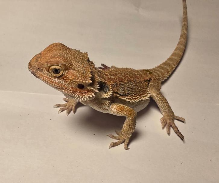 Jonge baardagaam | Orange hypo het trans 33% het zero ️♀️, Dieren en Toebehoren, Reptielen en Amfibieën, 0 tot 2 jaar, Tam