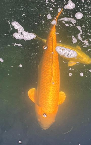 Gele Koi 70 cm beschikbaar voor biedingen