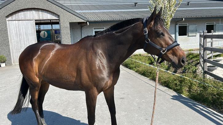 Mooie volbloed merrie, Dieren en Toebehoren, Paarden, Merrie, Niet van toepassing, 165 tot 170 cm, 7 tot 10 jaar, Recreatiepaard