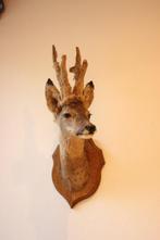 Taxidermie Opgezette Reeënkop met bastgewei, Verzamelen, Dierenverzamelingen, Ophalen of Verzenden, Gebruikt, Hert