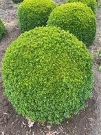 Buxus bollen tot 90 cm Juiste advies en middel tegen rupsen!, Jardin & Terrasse, Plantes | Jardin, Enlèvement ou Envoi