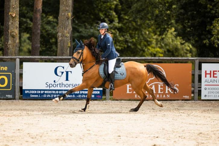 Oogverblindend knappe D- (Spring/Dressuur)Pony, Animaux & Accessoires, Poneys, Hongre, Z, Poney D (1.37 m à 1.48m), Poney de saut