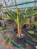 Trachycarpus wagnerianus, 1m hoog, -18, Tuin en Terras, Planten | Bomen, Ophalen of Verzenden