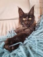 Maine Coon Poesje, Dieren en Toebehoren, Poes, Ontwormd, 0 tot 2 jaar