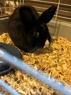 Dwergkonijn + kooi + eten (ook apart te koop), Dieren en Toebehoren, Konijnen, Mannelijk, Dwerg, 0 tot 2 jaar