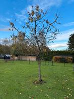 Kersenboom ongeveer 3,5m hoog, Tuin en Terras, Planten | Fruitbomen, Ophalen, Kersenboom