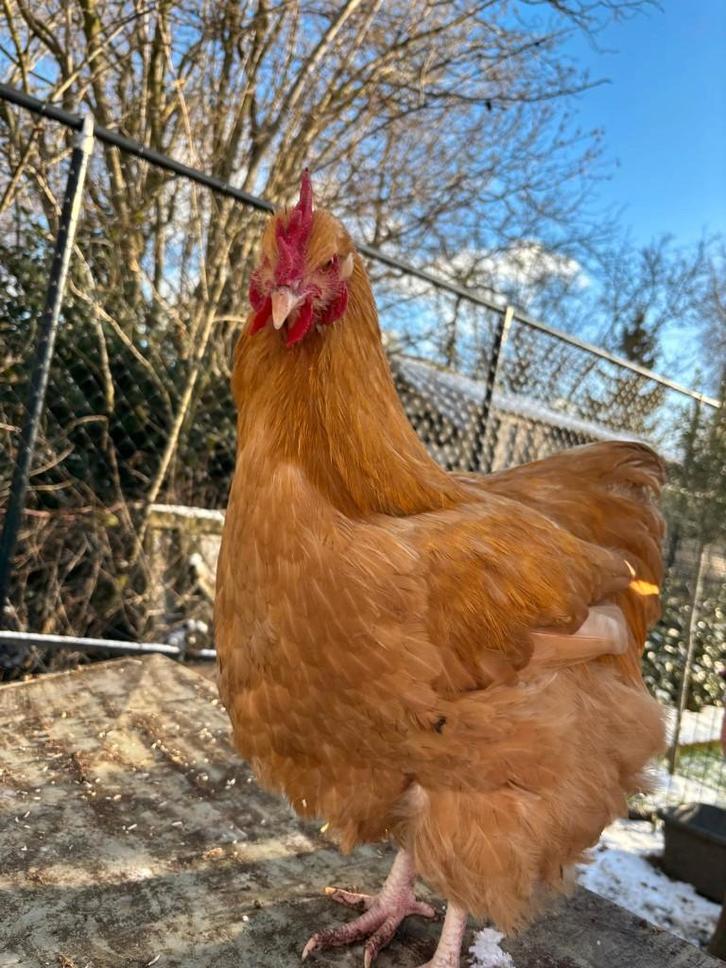 2x jonge Orpington Buff haantjes, Animaux & Accessoires, Volatiles, Poule ou poulet, Mâle