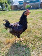 Barnevelder hanen, Dieren en Toebehoren, Pluimvee
