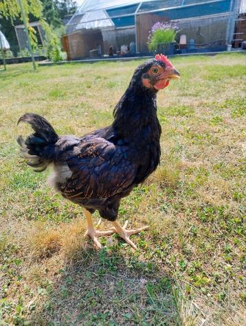 Barnevelder hanen  beschikbaar voor biedingen