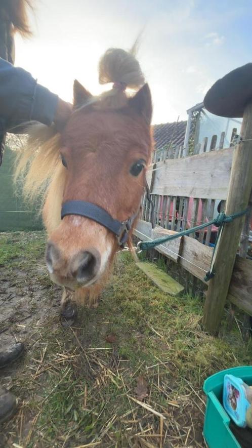 leuke shetlander bieden, Dieren en Toebehoren, Pony's, Ruin, Zadelmak, A pony (tot 1.17m), Recreatiepony, 11 jaar of ouder, Ontwormd