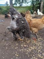 Kip, Dieren en Toebehoren, Pluimvee, Meerdere dieren, Kip