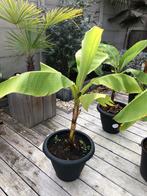 Banaan planten, Tuin en Terras, Ophalen, Zomer, Eenjarig, Fruitplanten